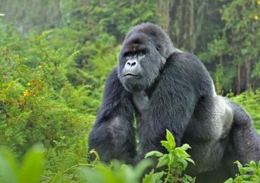 Gorilla tracking