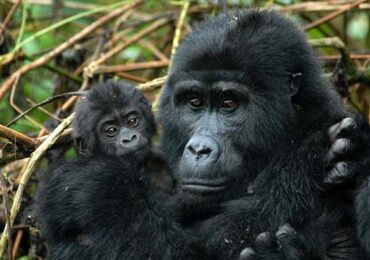 3 DAYS EXTREME GORILLA SAFARI