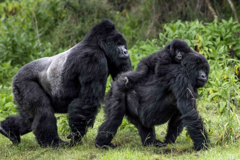 Ultimate Packing Guide for a Gorilla Habituation Safari in Uganda. 