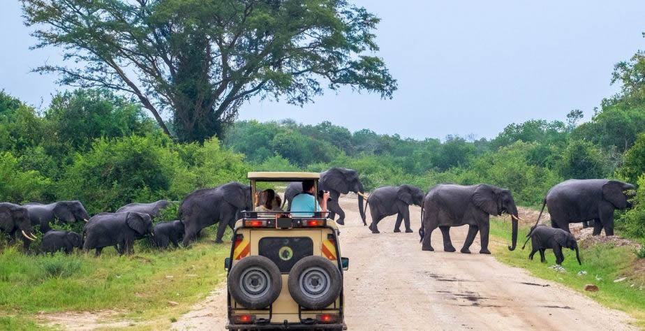 Grand Safari Adventures: Uganda's Luxury Wildlife Tours.