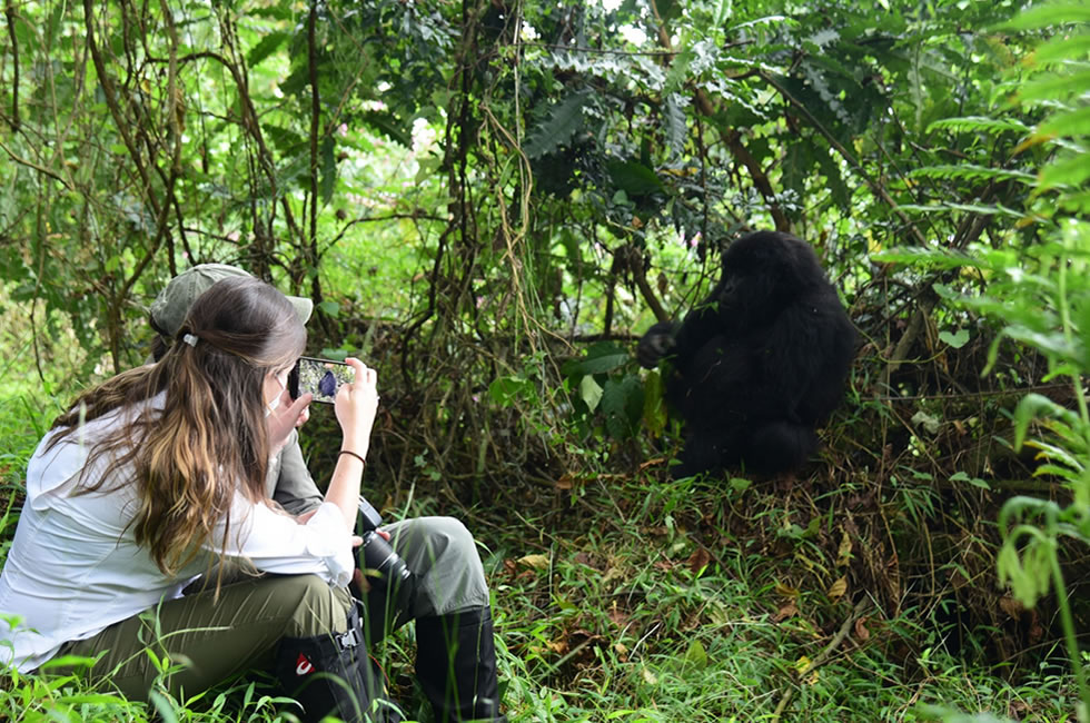 Embark on an Unforgettable Gorilla Trekking Adventure in Bwindi.