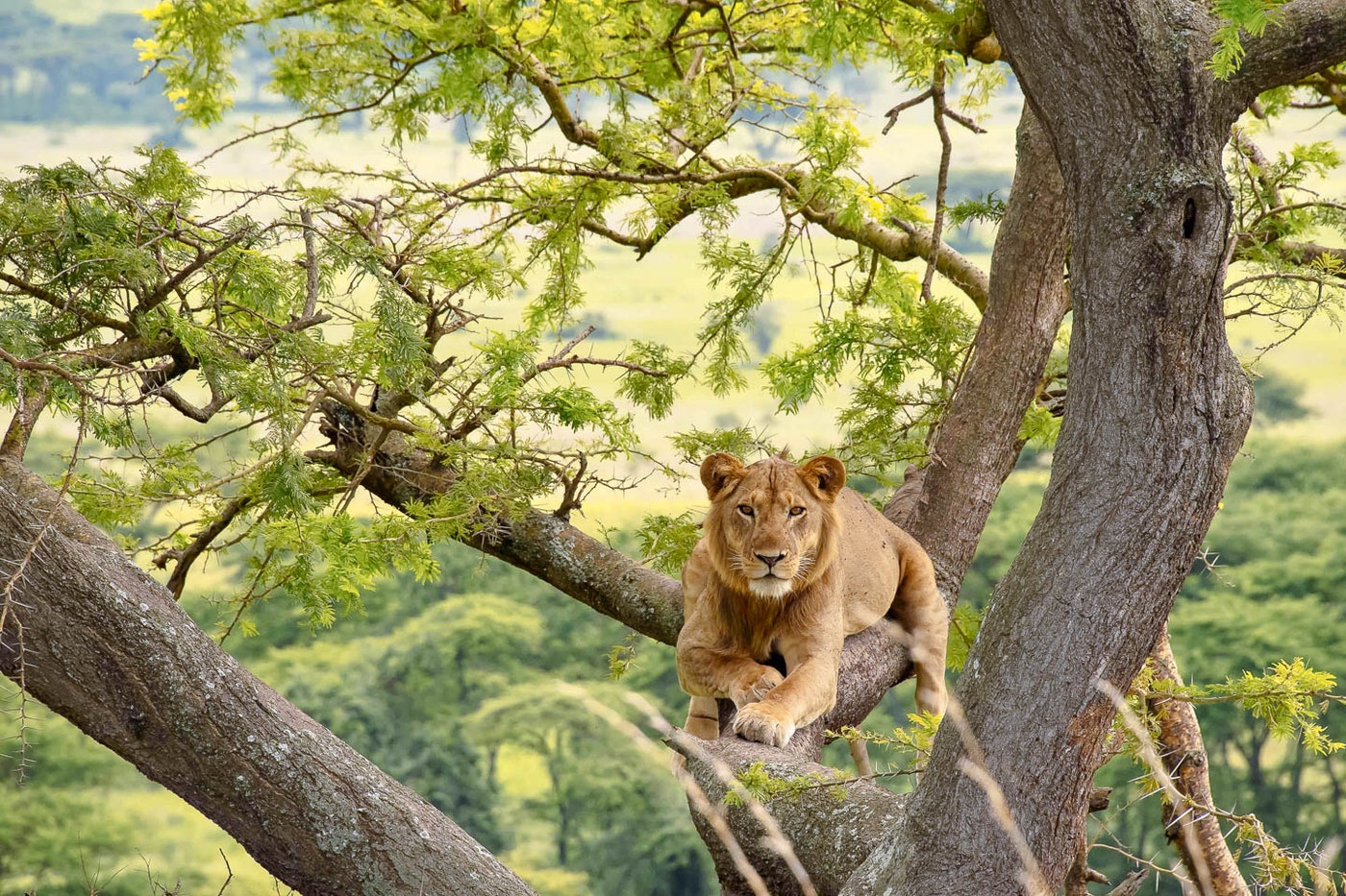 Majestic Safari Sojourns| Uganda's Luxurious Wildlife Tours.