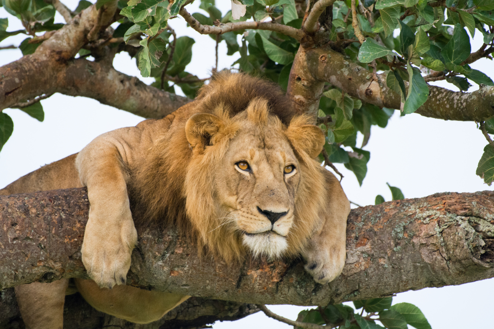 Platinum Safari Journeys| Uganda's Top-Tier Wildlife Tours