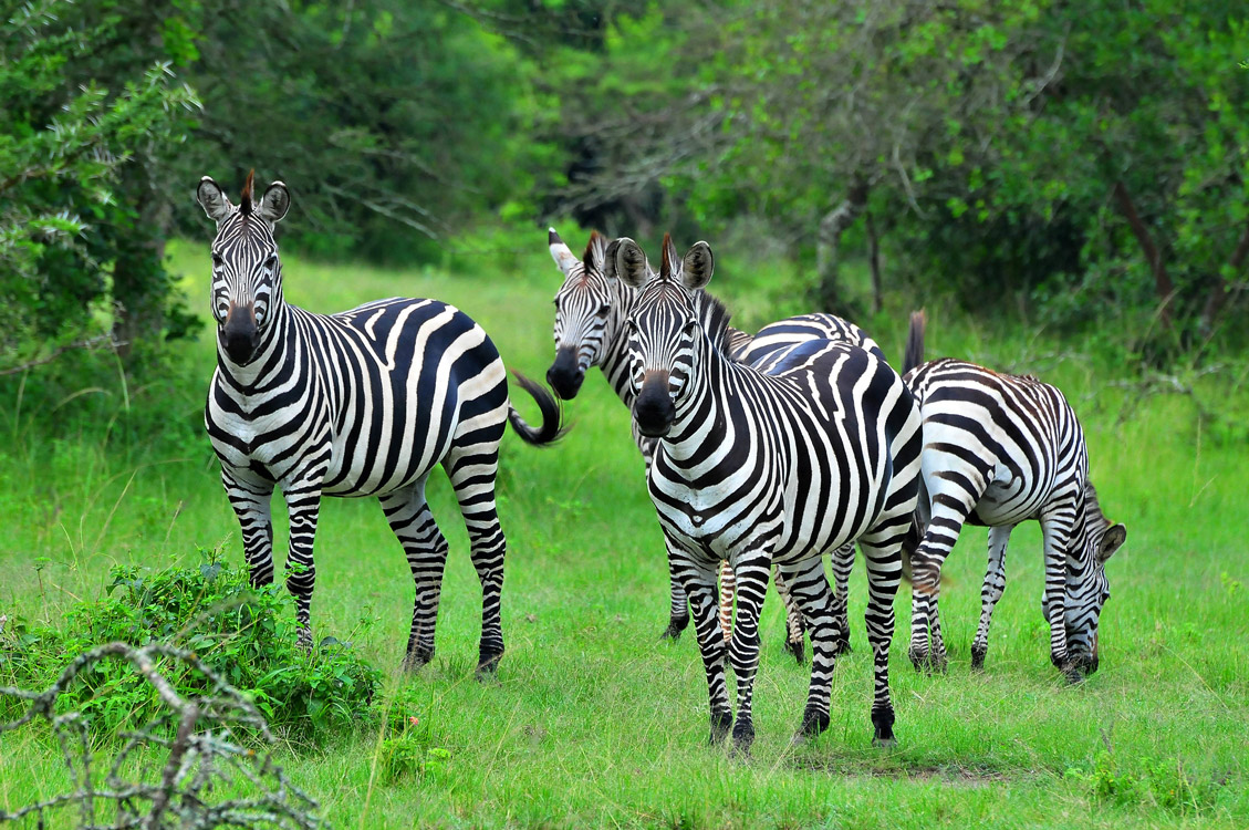 Lavish Savannah Journeys: Uganda's Supreme Safari Tours.