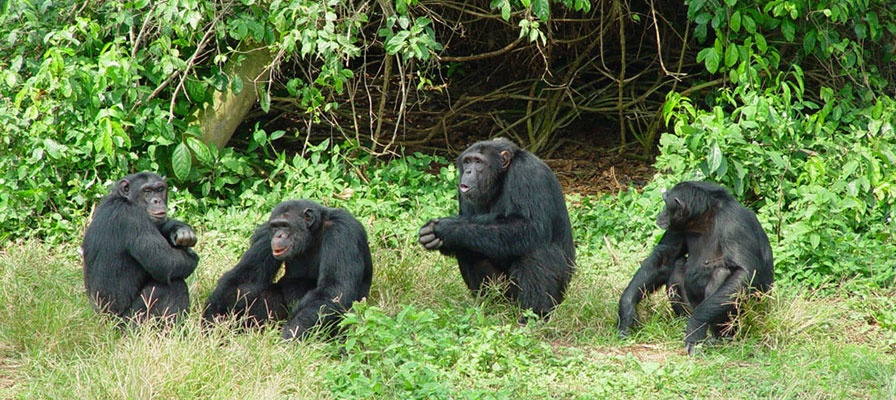 Elite Primate Expeditions: Uganda's Exclusive Safari Tours.