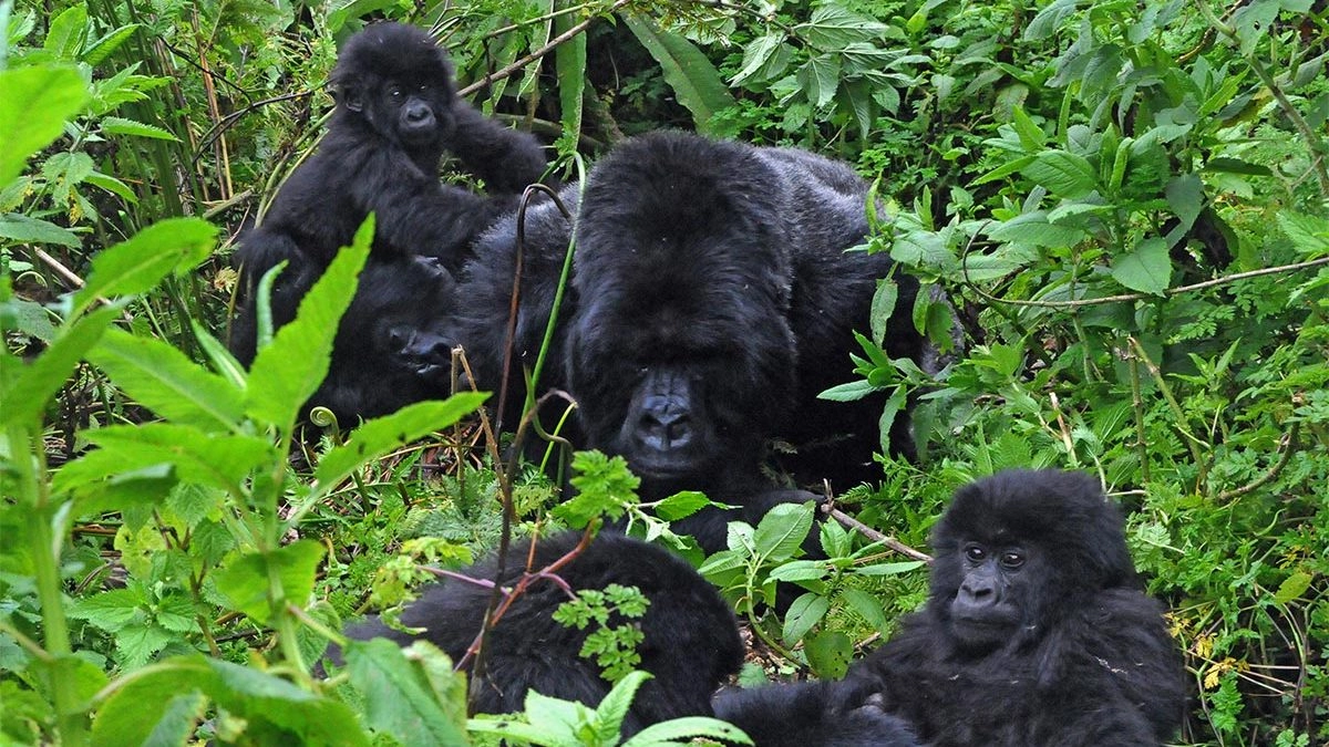 The Best Sector for Gorilla Trekking in Bwindi.