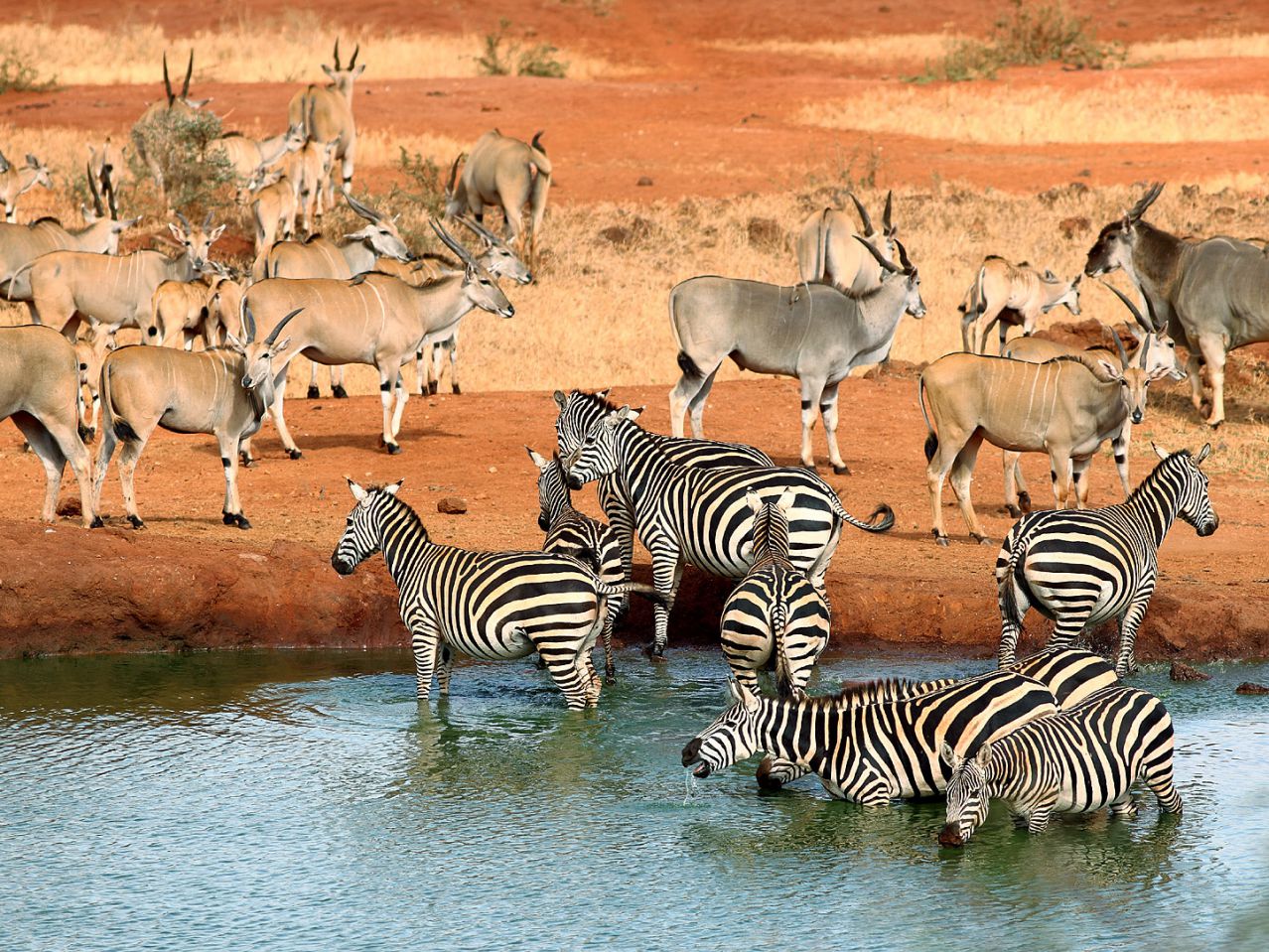 Tips for Planning a Perfect Wildlife Safari in Kenya