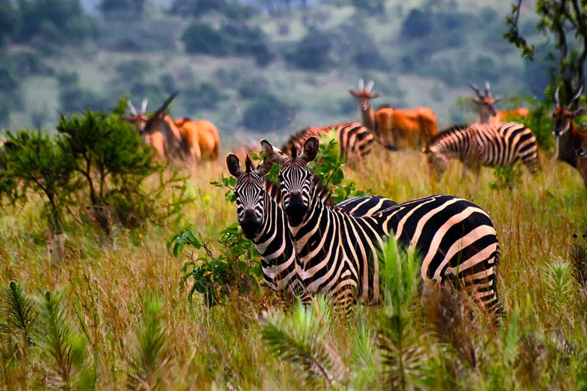 Tips for planning a Perfect Wildlife Safari in Rwanda.