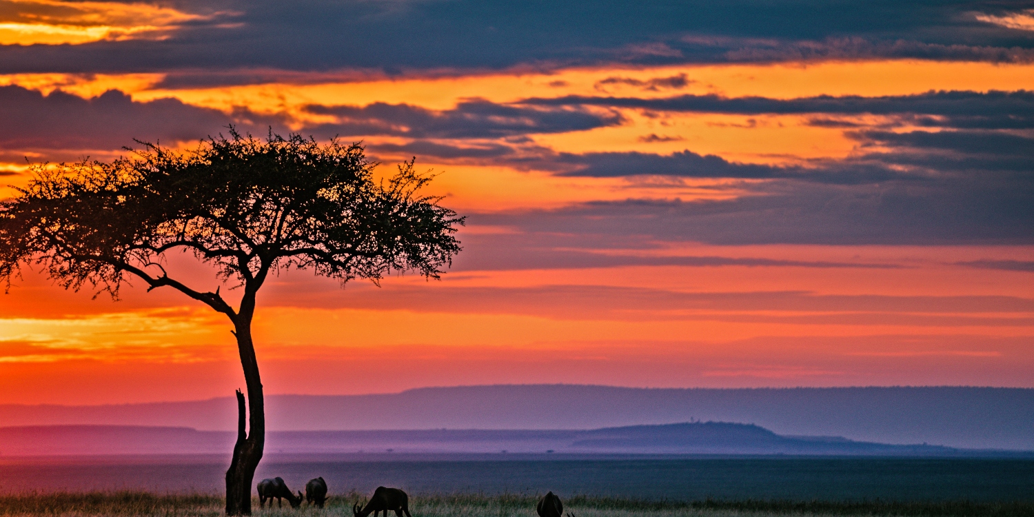 Tips for Planning a Perfect Wildlife Safari in Kenya