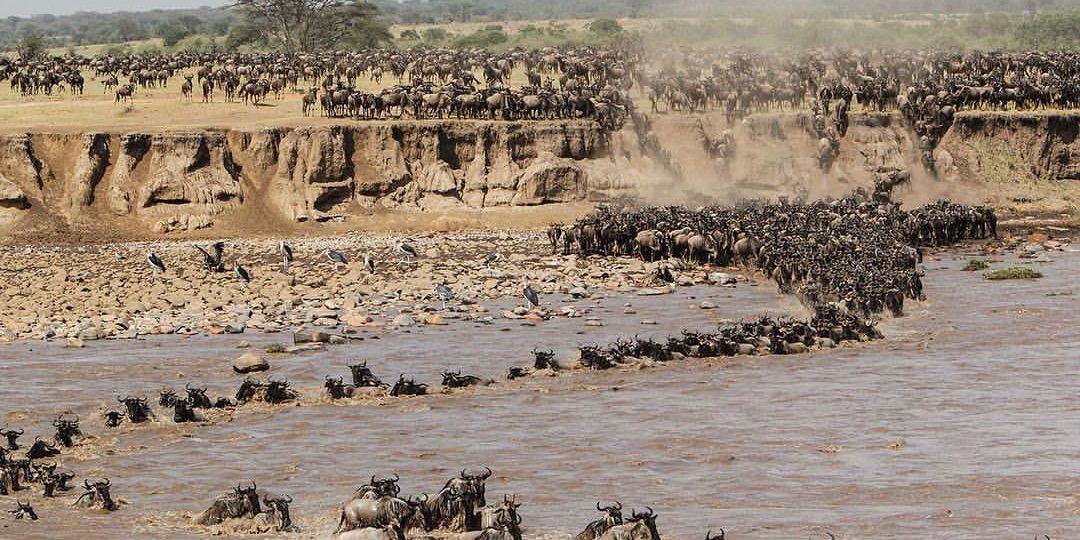 Understanding Why Wildebeests Migrate