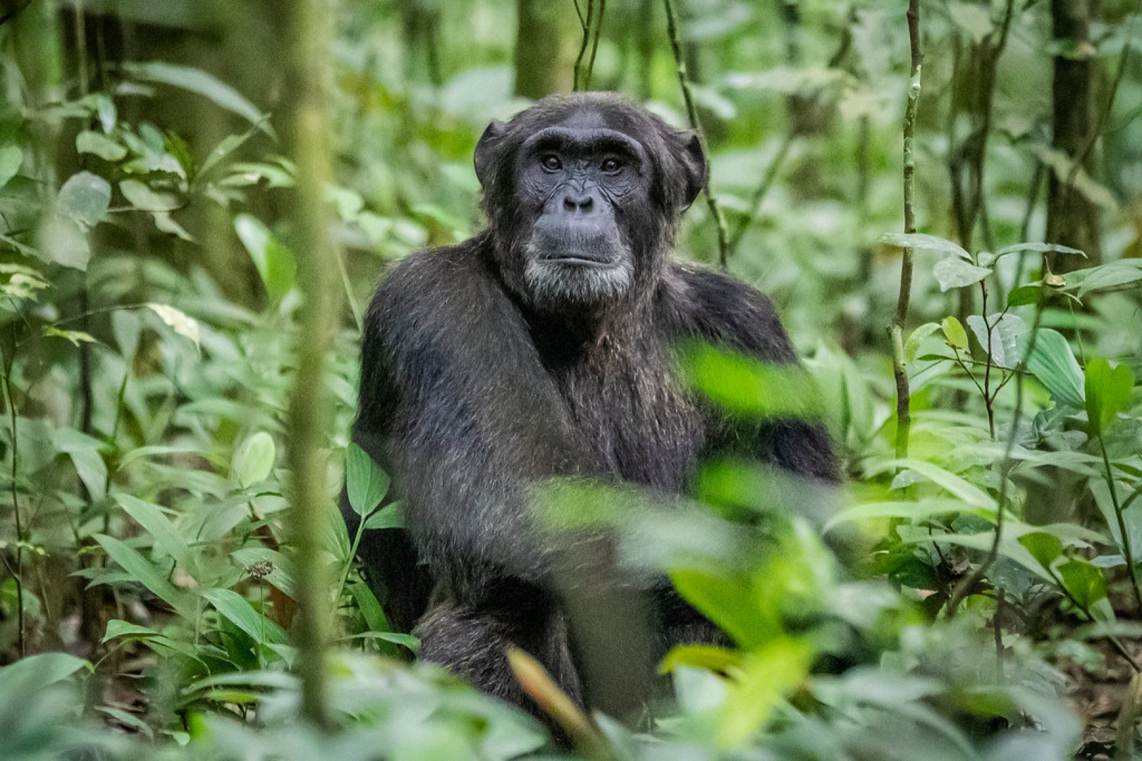 Wildlife Safaris in Queen Elizabeth National Park.