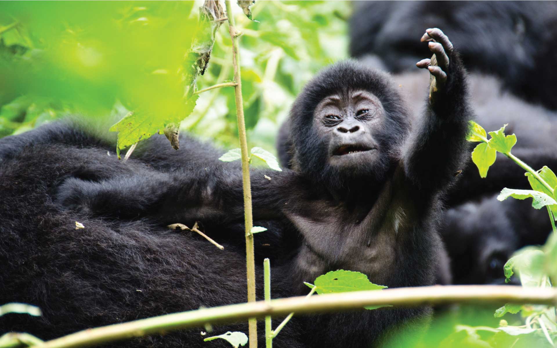 Discovering Rwanda’s National Parks: A Journey into the Heart of Africa.