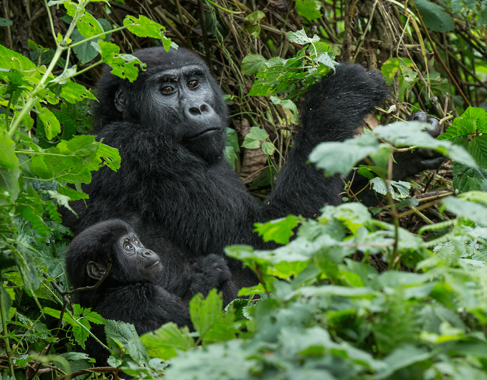 How to Book Gorilla Permits in Uganda for 2025.