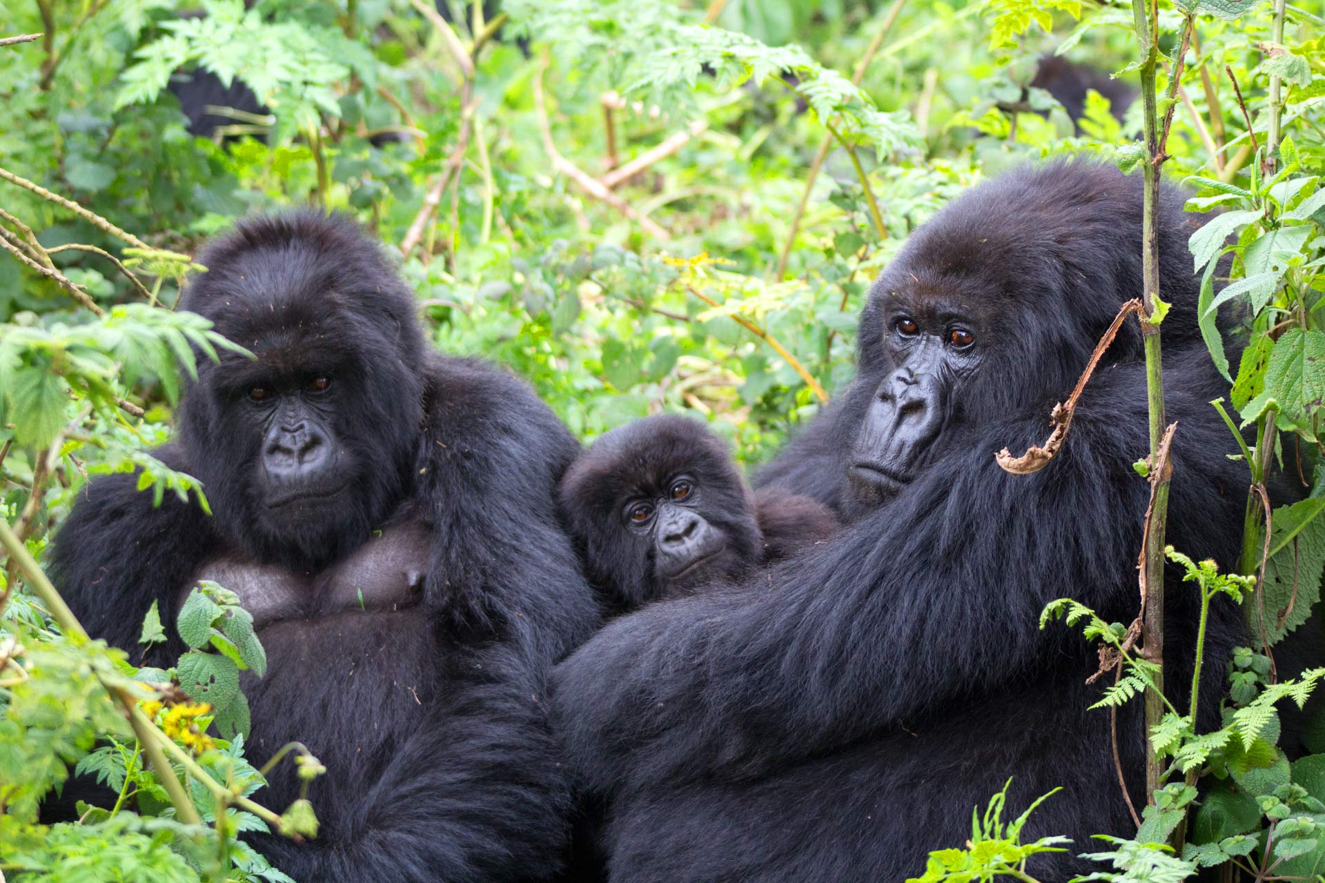 How to Book Gorilla Permits in Uganda for 2025.