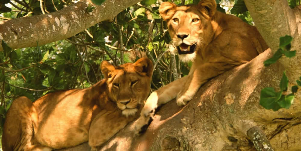 Wildlife Safaris in Queen Elizabeth National Park.