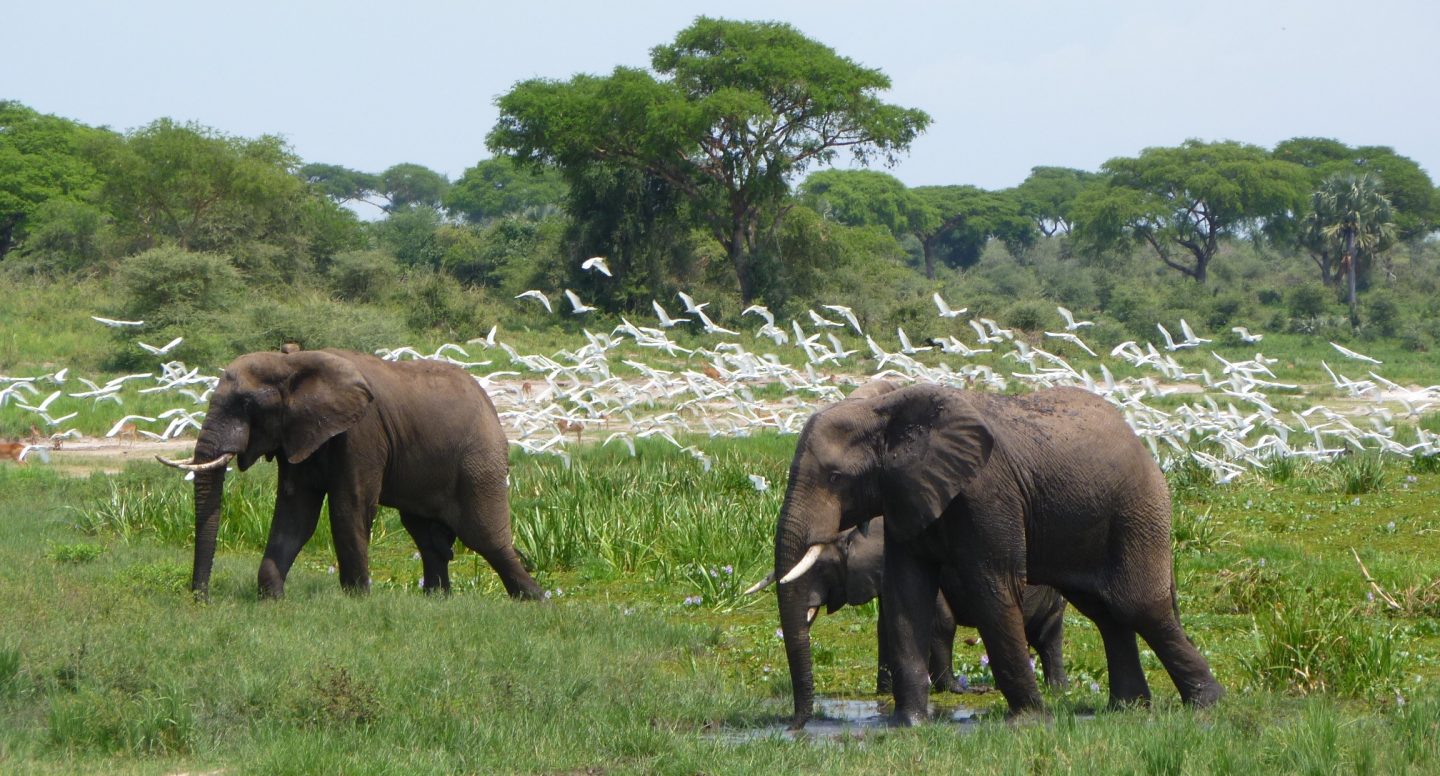 Exploring the Nile River| The Ultimate Boat Cruise in Murchison Falls National Park.