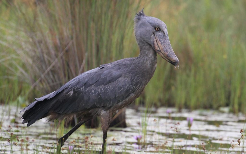 Best Time to Visit Uganda for a Birding Safari.