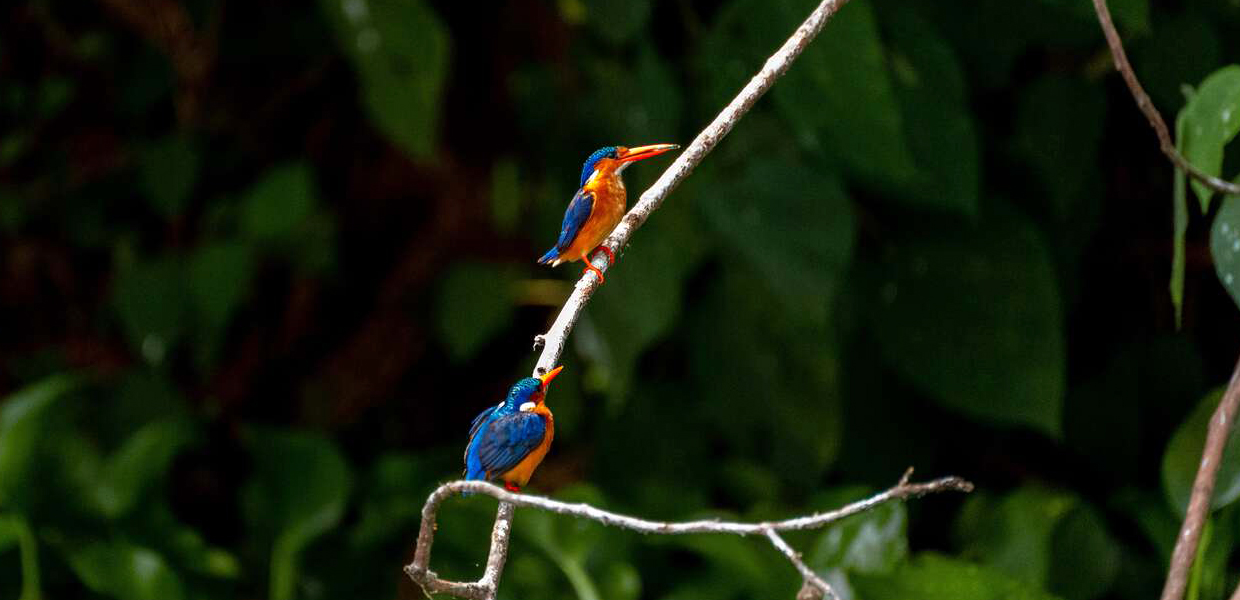 Best Time to Visit Uganda for a Birding Safari.