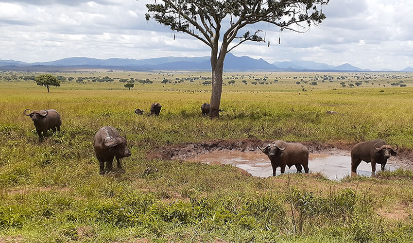 The Best Budget Safaris in Uganda for 2025.