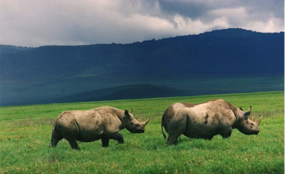 The Big Five in Tanzania: A Wildlife Experience Like No Other.