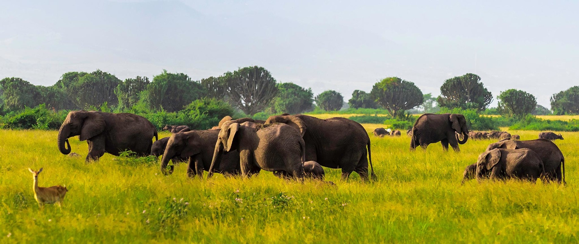 Uganda Gorilla Trekking and Wildlife Combo Safari.