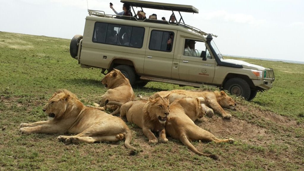 How to Book Experiential Lion Tracking in Uganda.