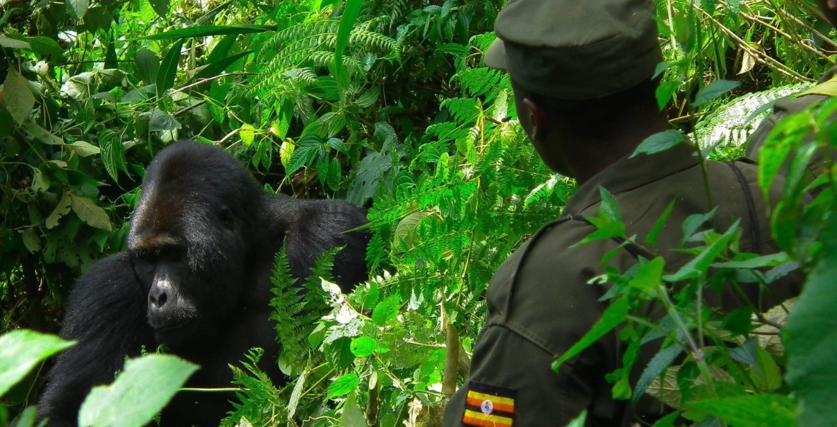 Gorilla Trekking in Bwindi Impenetrable Forest