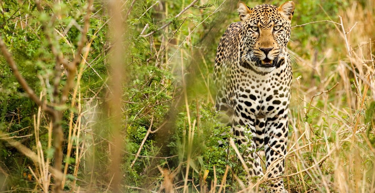 Unraveling the Thrill of Leopard Tracking on Uganda Safari Tours.