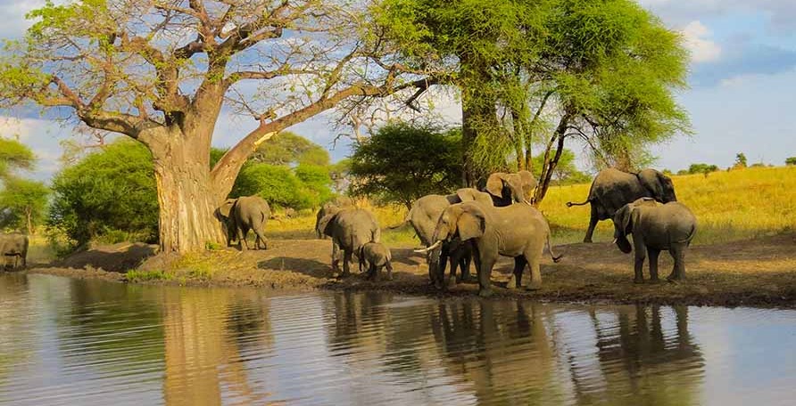 The Best Family Safaris in Tanzania for 2025.