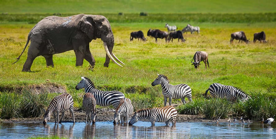 Tanzania Wildlife Safaris: Best Parks and Reserves.