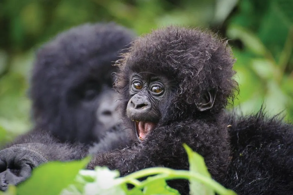 How to Prepare for Gorilla Trekking in Uganda| A Comprehensive Guide