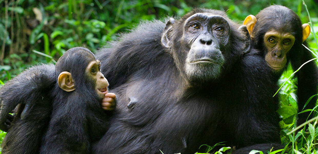 The Best Place to See Chimpanzees in Uganda