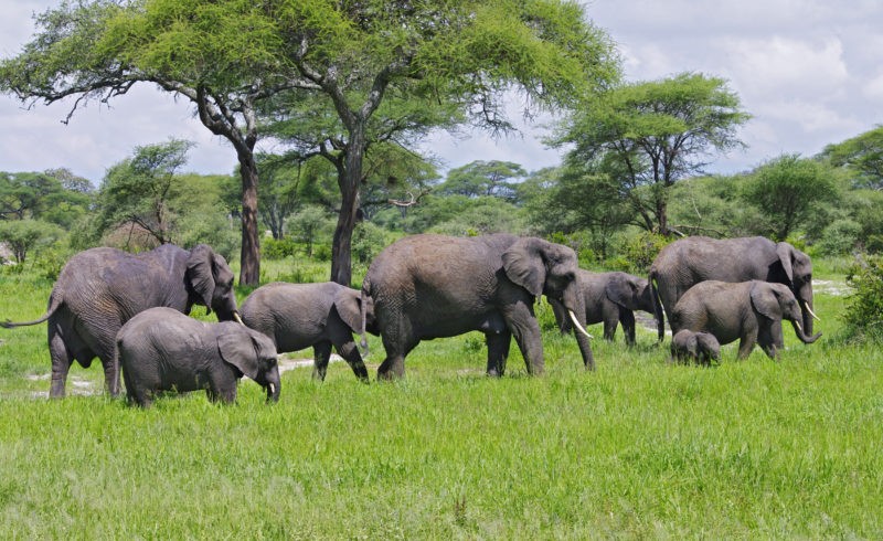 The Big Five in Tanzania: A Wildlife Experience Like No Other.