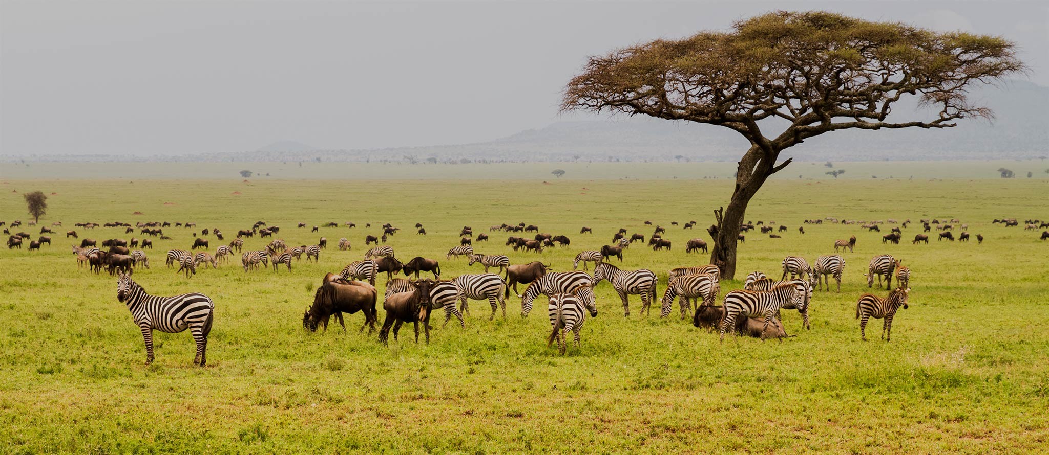 Conservation Efforts and Ecotourism in Tanzania