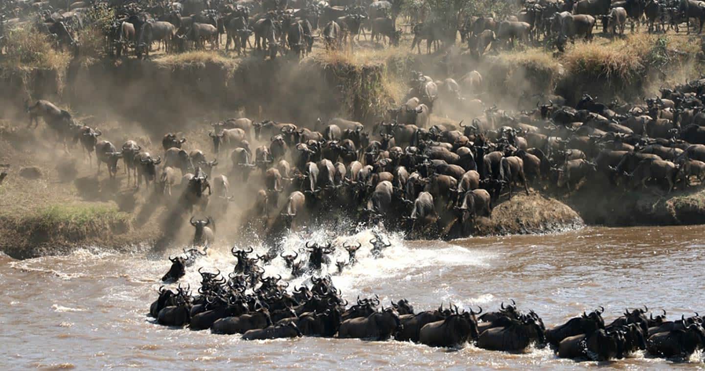 Tanzania's Great Migration Safaris: Where to Stay and When to Go