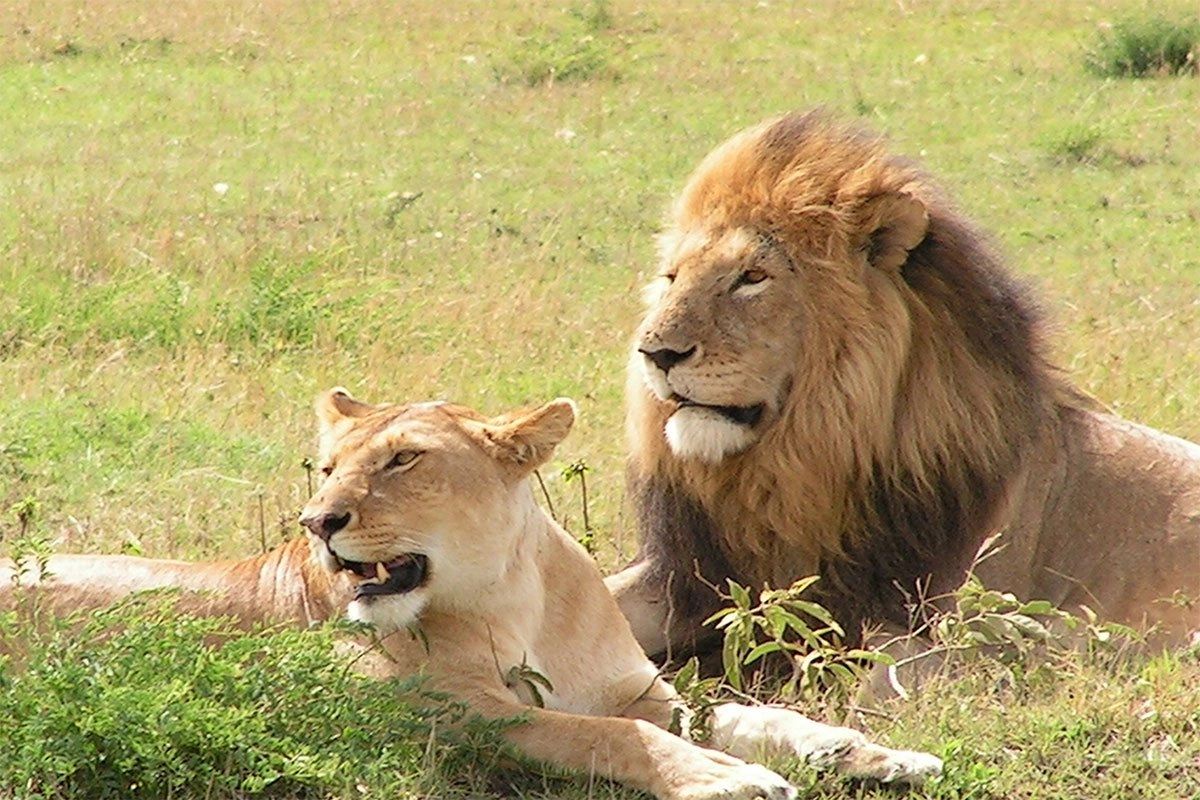 Exploring Lions on Safari in Murchison Falls National Park