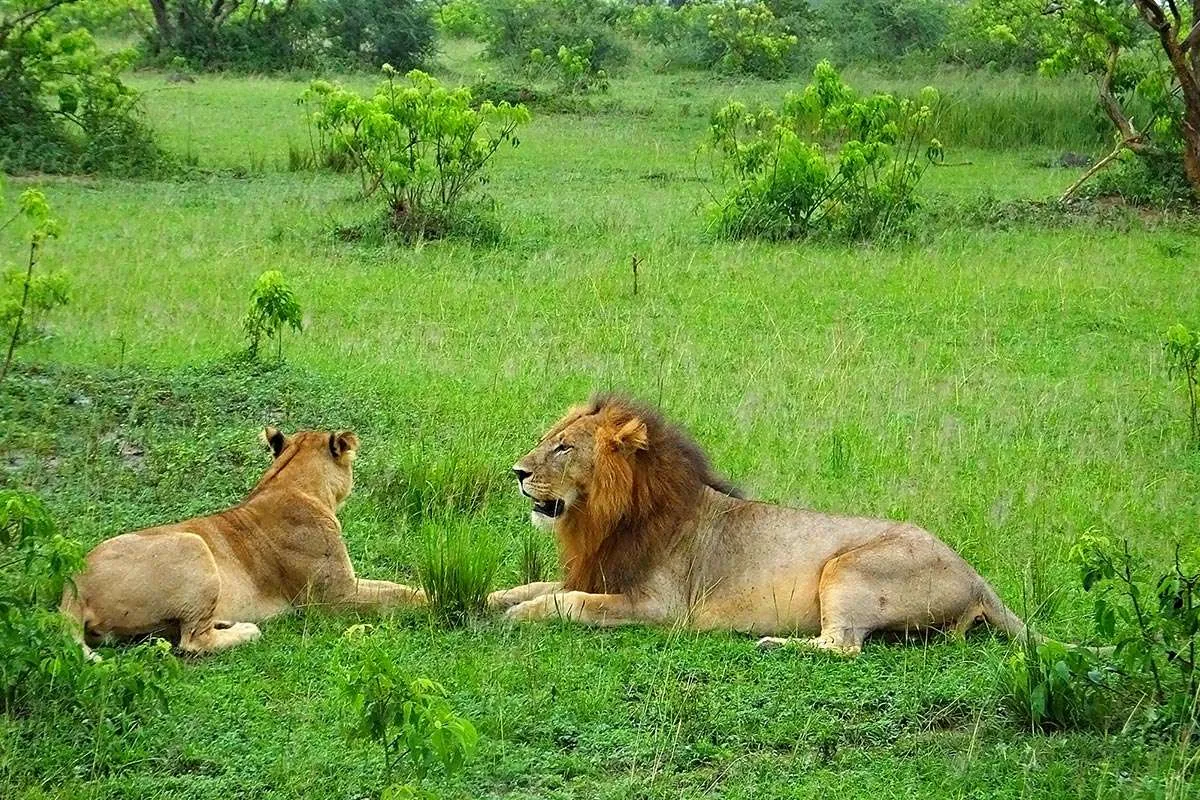 Exploring Lions on Safari in Murchison Falls National Park