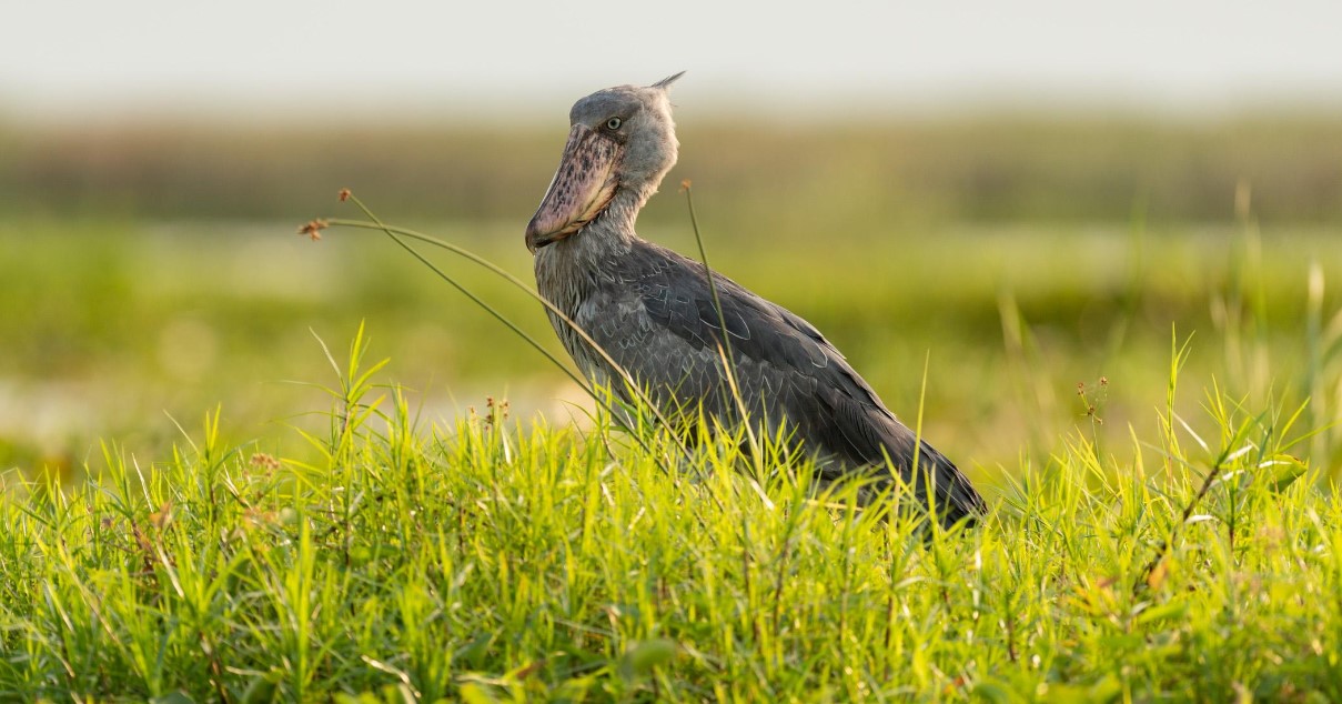 Exploring Uganda’s Albertine Rift Birding Trails.