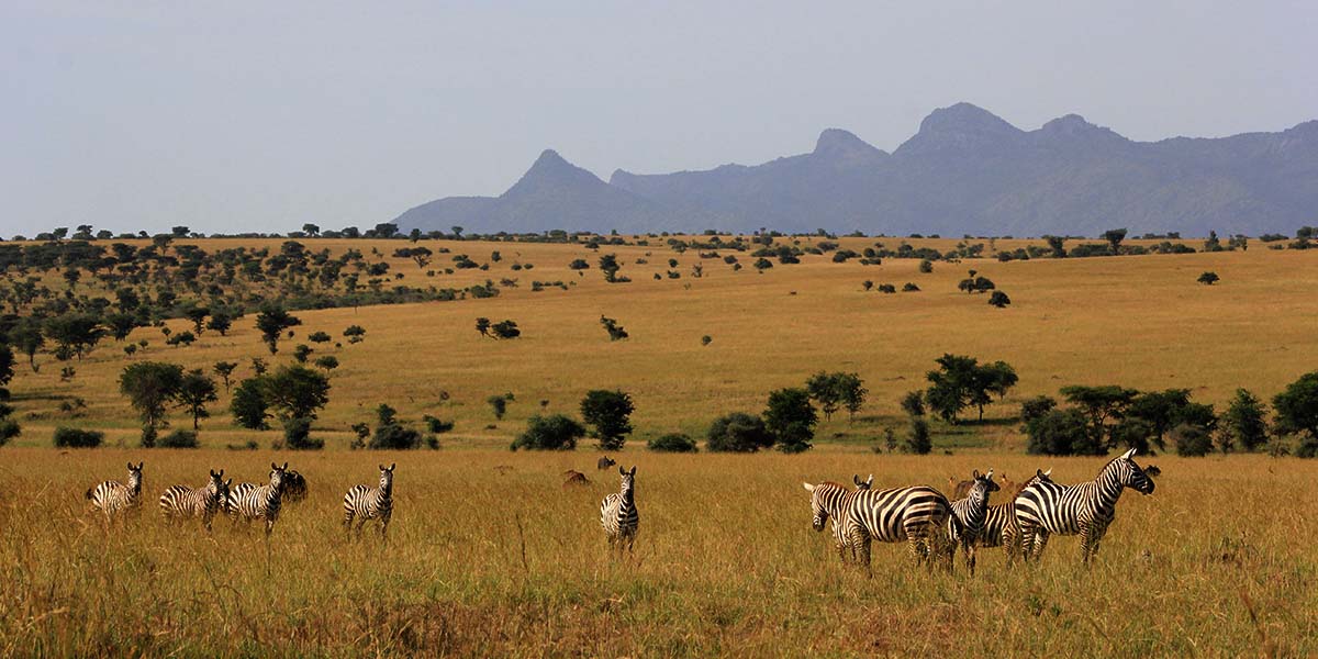 Uganda’s Top Wildlife Safari Destinations in 2025: A Detailed Guide