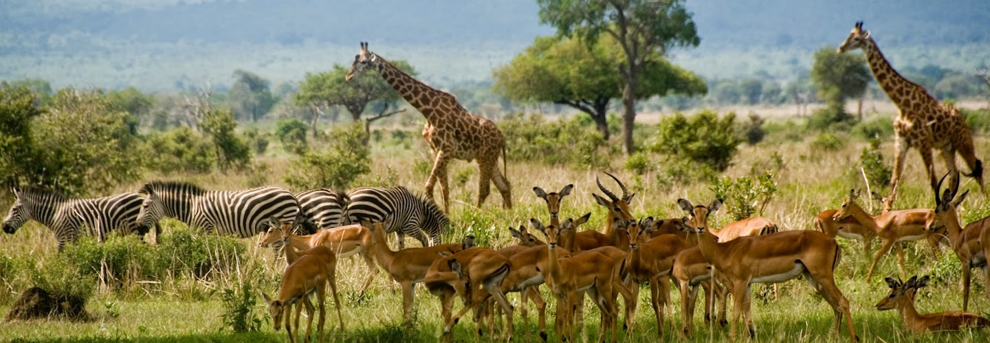 Uganda Travel Guide for First-Time Safari-Goers.