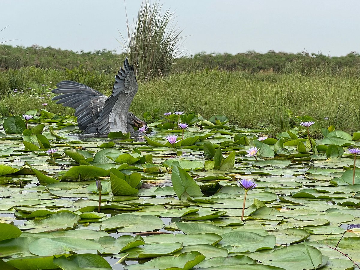 Uganda’s Birding Hotspots: A Paradise for Avid Birders.