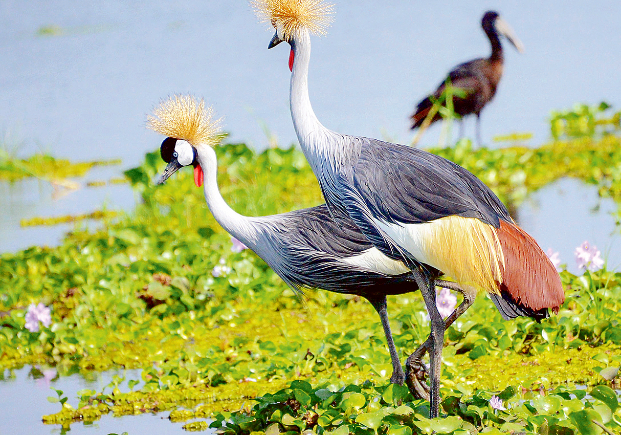 Uganda Bird Watching Tours 2025.