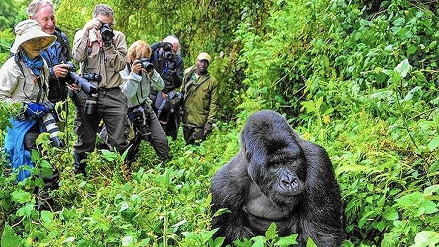 Preparation for a Luxury Gorilla Safari in Uganda and Rwanda.