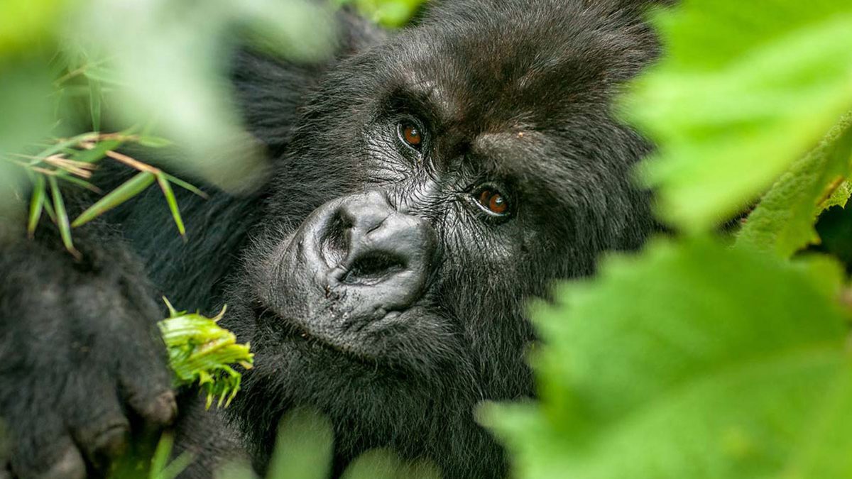 What to Expect During Your Trek on a Luxury Gorilla Safari.