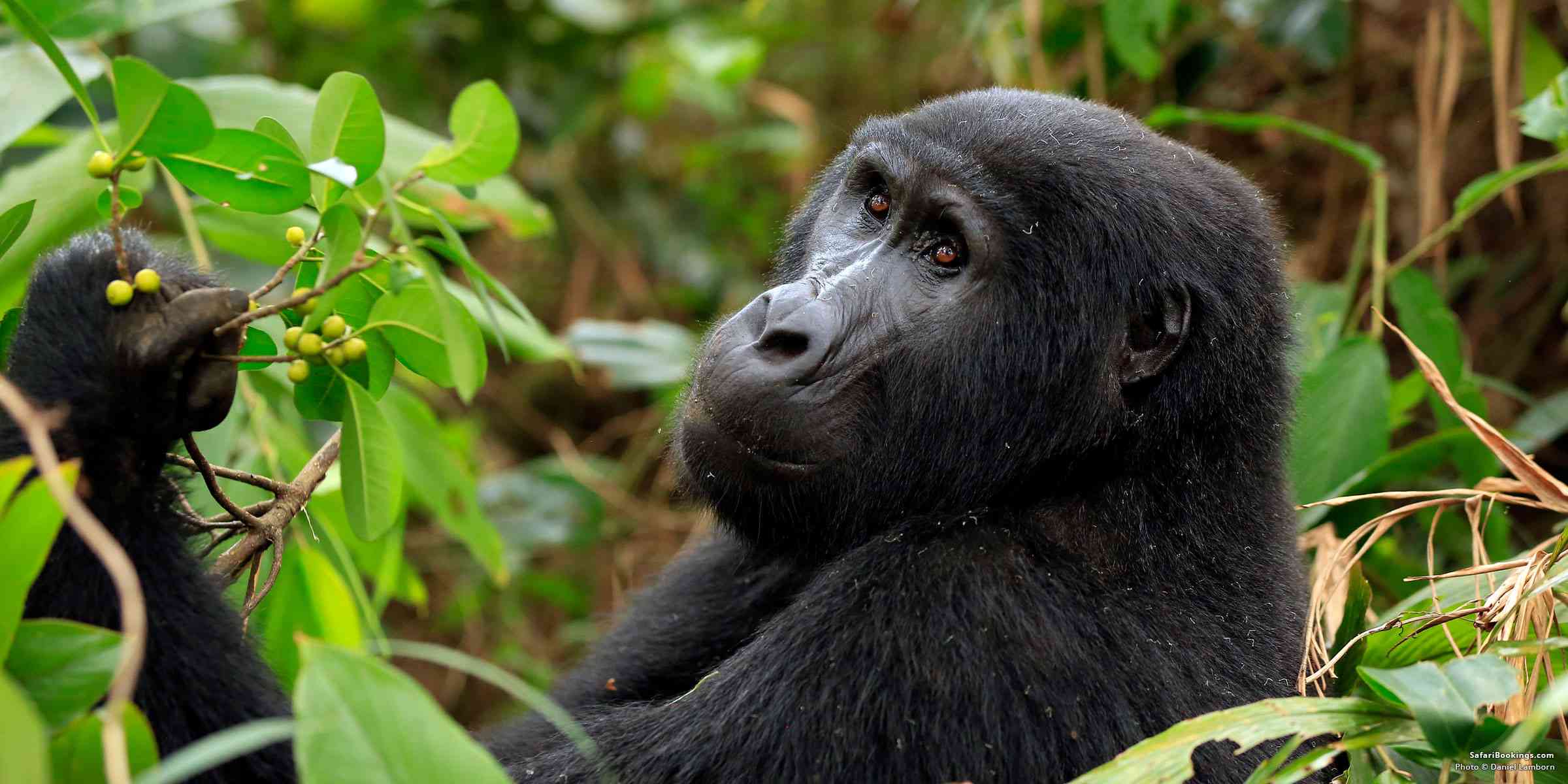 Gorilla Trekking in Bwindi Impenetrable National Park in 2025