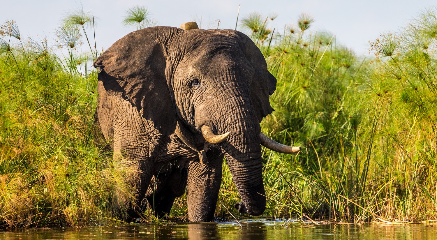 The Big Five in Rwanda: Spotting Africa’s Most Iconic Wildlife.