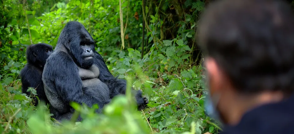 Gorilla Trekking in Volcanoes National Park| A Lifetime Experience in Rwanda.